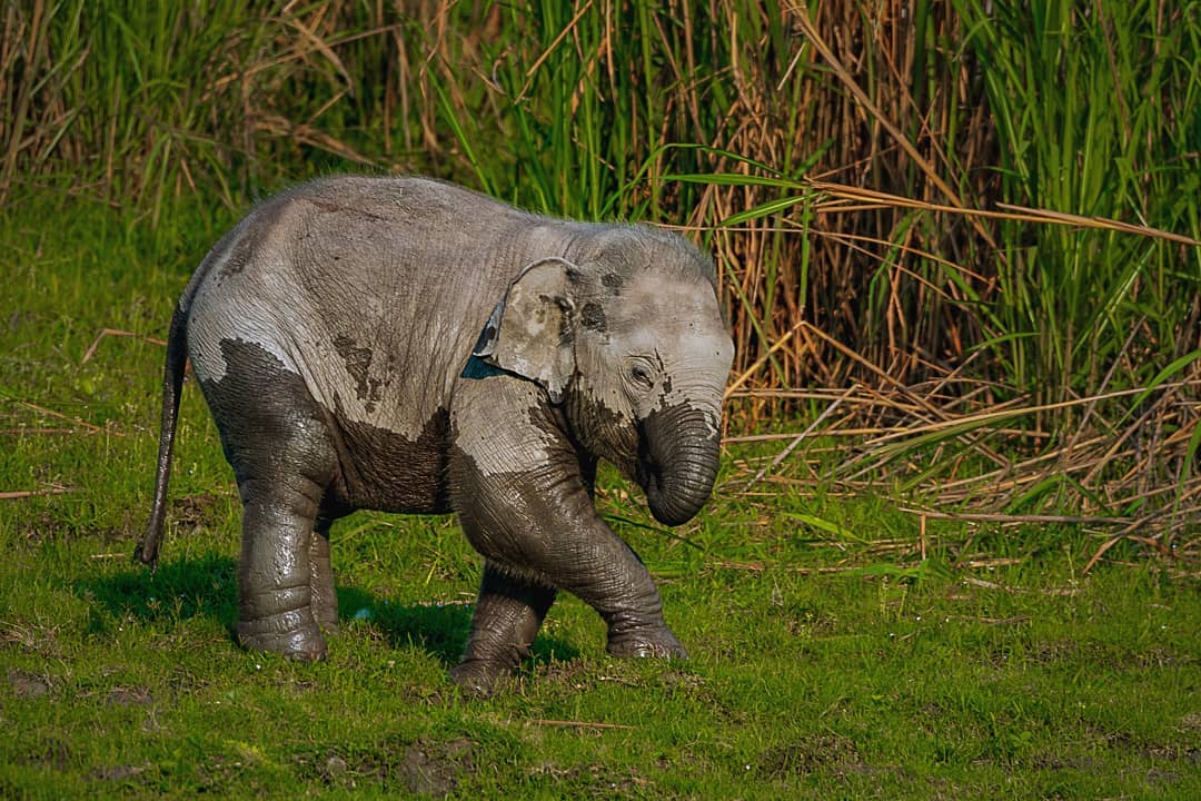📸  <a href="/trinayana/">juliana rodriguez</a>.g 
A trunk full of fun😍
.
.
.
.
#elephantcalf #elephant #loveelephants #elephants #babyelephants #elephantforest #elephantforlife #trunkfulloffun #waterfun #elephantenjoy #elephanttime #elephantlover #elephantlove #wildlifephotography