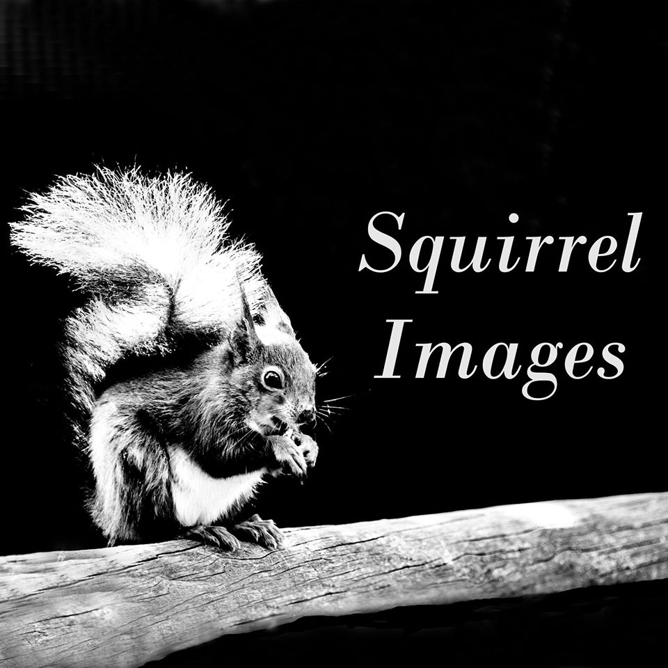 #ShopLocal Saturday Meet Judith Parry of Squirrel Images a family business selling #GreetingCards #Prints and #WallArt created from their own photographs of wildlife and nature bit.ly/SquirrelImages… #Wheathampstead