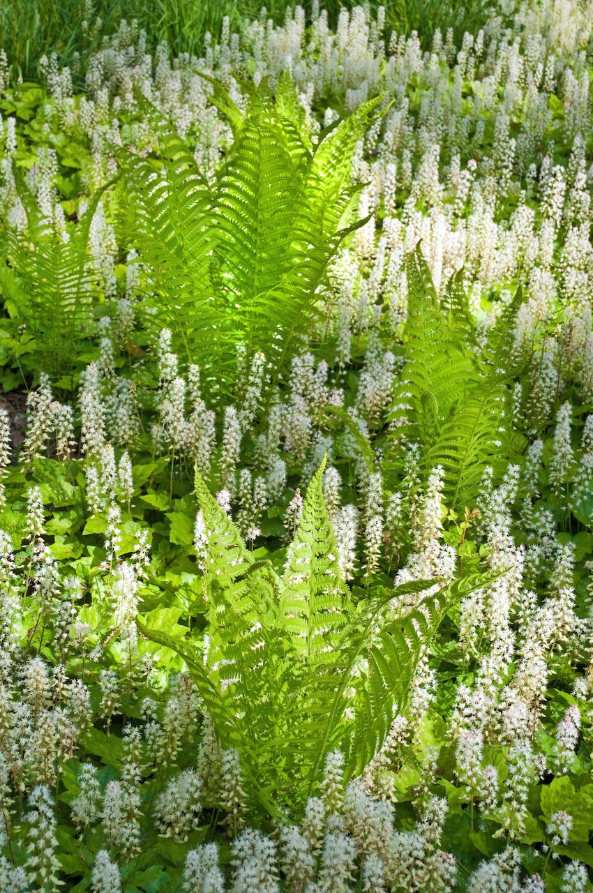 Image of Foamflower and Ferns
