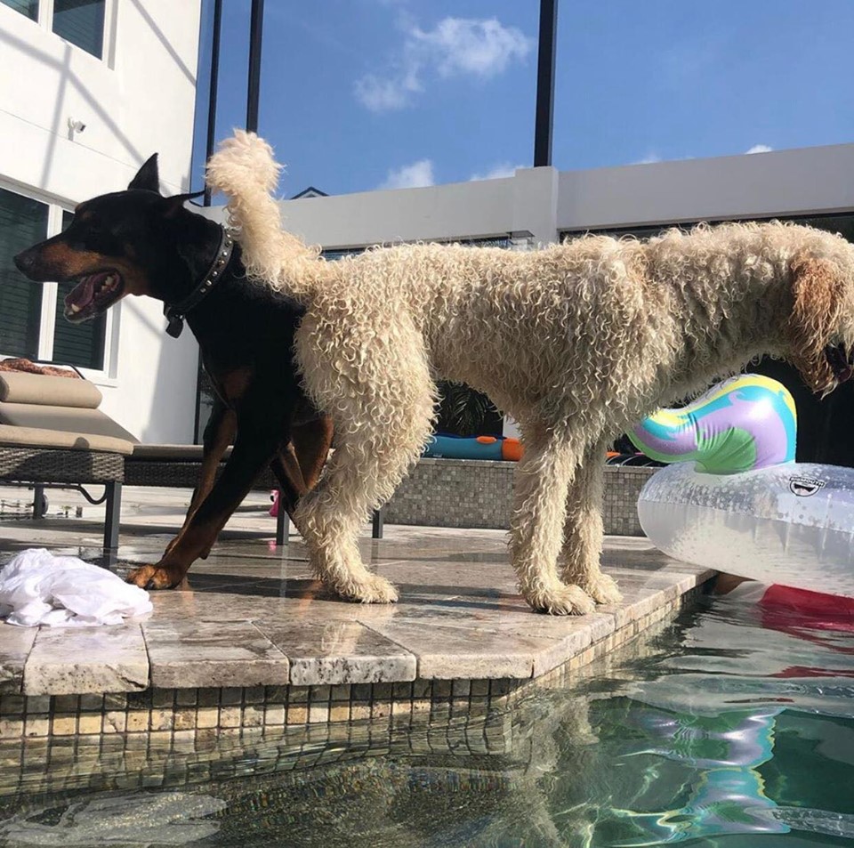 Mark Eichaker Odgen (@bhimsingh20499) on Twitter photo 