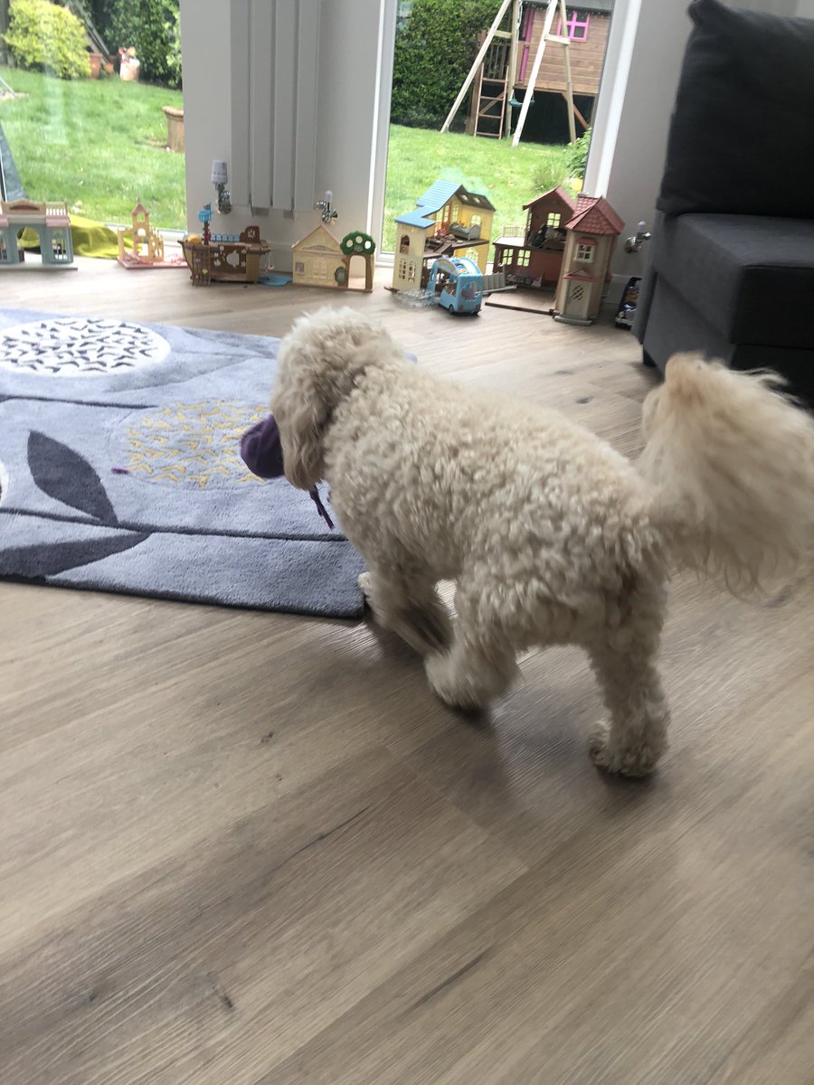 coldenp's tweet photo. @walmleyjssc Blue Peter 5 minute make. New dog toy for Willow. In production and with the satisfied customer https://t.co/YJjc6ghJtA