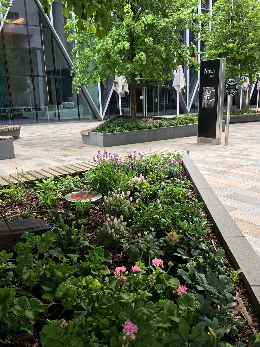 LondonInBloomUK's tweet photo. Great to see Public Realm projects such as #NovaPlace being created in our city, introducing green plantings and quality street furniture @CreateVictoria @VictoriaBID @CityWestminster https://t.co/ZDENYpoQgS