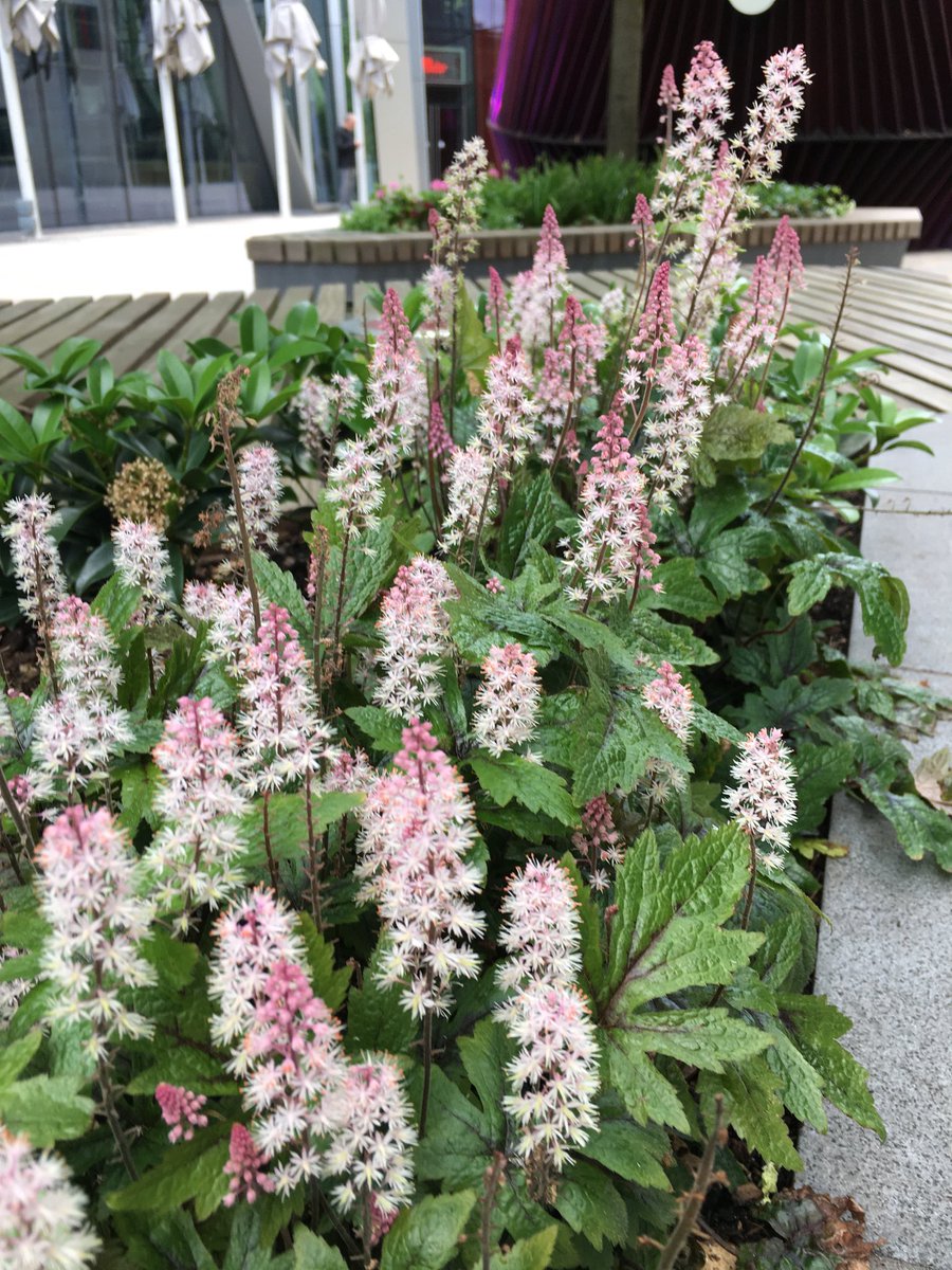LondonInBloomUK's tweet photo. Great to see Public Realm projects such as #NovaPlace being created in our city, introducing green plantings and quality street furniture @CreateVictoria @VictoriaBID @CityWestminster https://t.co/ZDENYpoQgS