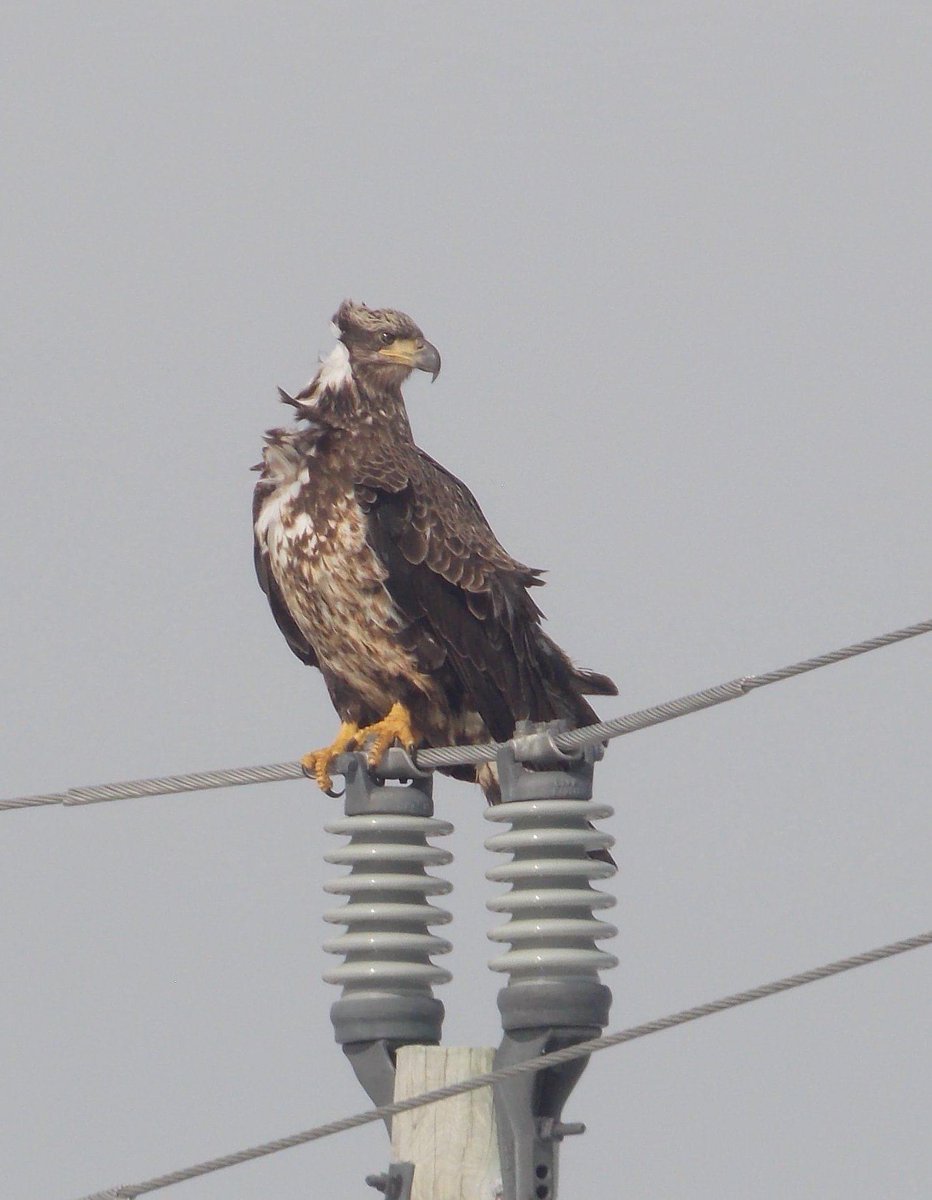Airyellit's tweet photo. Morning drives are the best... never know what you will see! https://t.co/q8DSNqq0ES