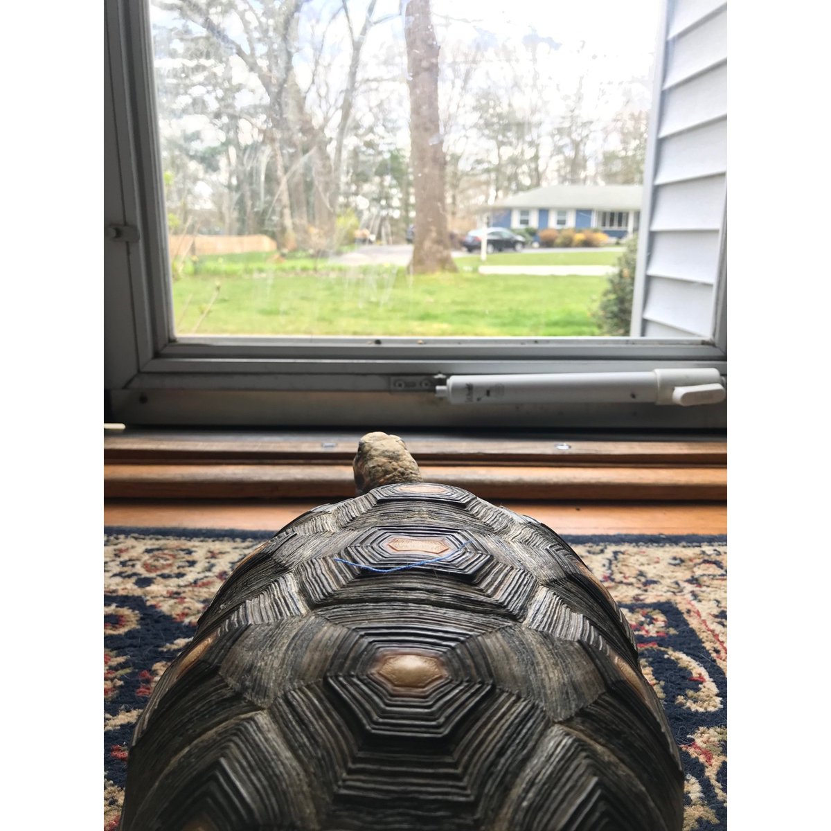 MosesBrown's tweet image. #LifeAtHome home for some of our lower school science lab animals. Elmer the tortoise reflects out the window, and the lizard meets the house cat #weekendlife #mosesbrownschool
