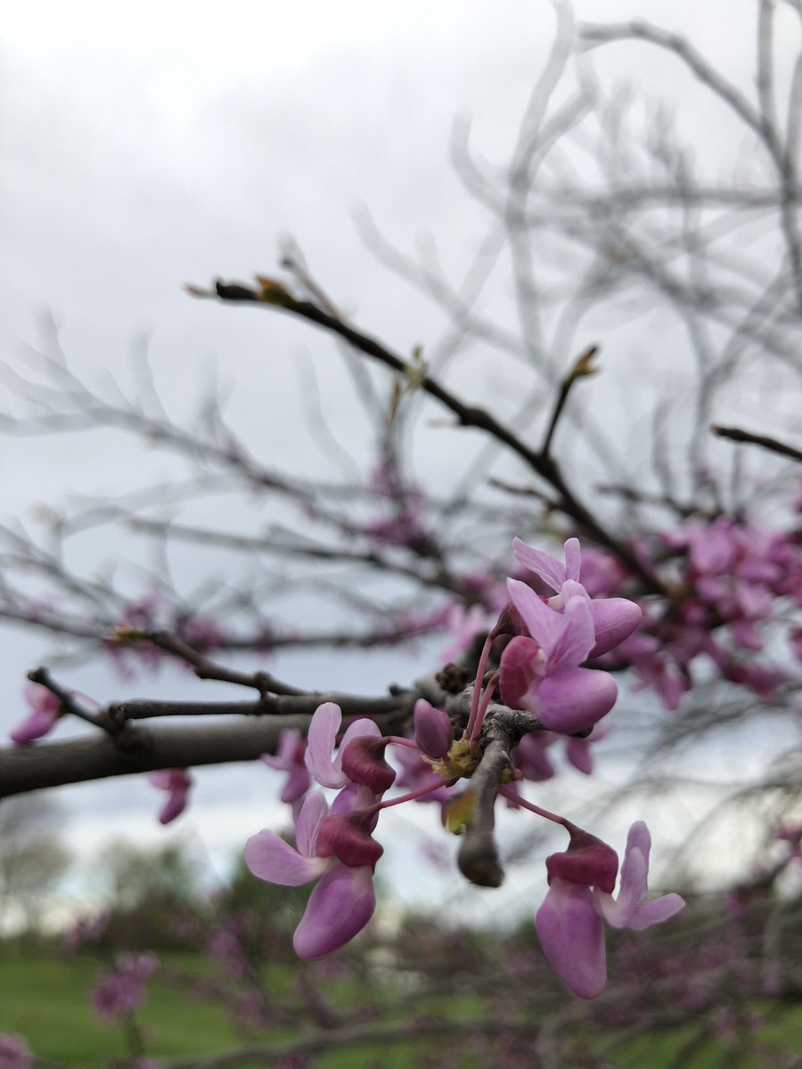 cityofames's tweet photo. A beautiful start to early May. Enjoy the spring blooms, Ames! 🌸 🌺 🦋 🌻🌤

#Spring #GetOutside #blooming #AlwaysAmes #SmartChoice https://t.co/0hOA3IKohC