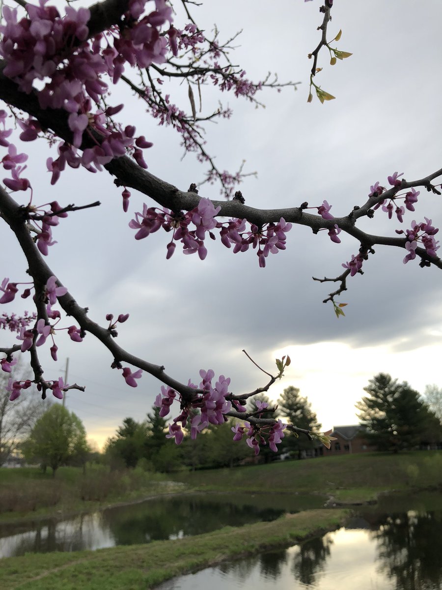 cityofames's tweet photo. A beautiful start to early May. Enjoy the spring blooms, Ames! 🌸 🌺 🦋 🌻🌤

#Spring #GetOutside #blooming #AlwaysAmes #SmartChoice https://t.co/0hOA3IKohC