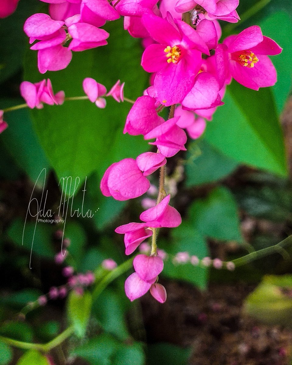 adambita237's tweet photo. Découvrir le Cameroun
Welcome to #Cameroon
#suivezleguide #Adambita
welcome to Yaounde #237RaisonsDeVoyager #237DaysTrip #travel #turismo #tourism #tourist #mboapictures 🇨🇲 #fleur #flowers #flower #nature #fleurs #macro #flores #flora #flor #fiore #macrophotography #floral #photo https://t.co/NmlNA0R0rT