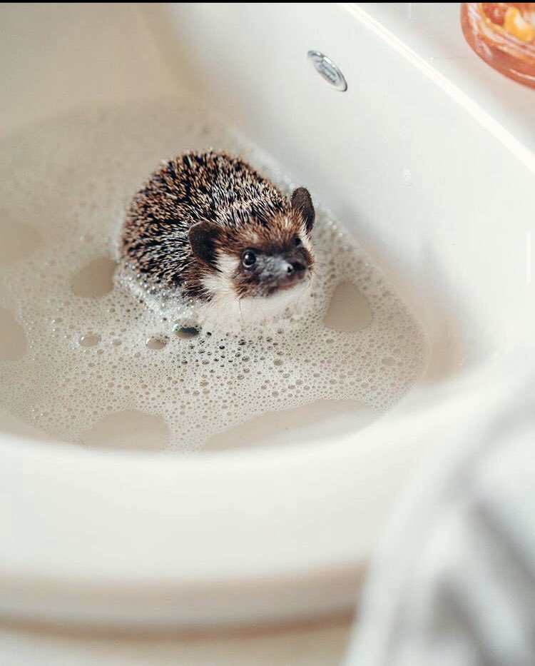 daily__hedgehog's tweet photo. Saturday 2nd May, 2020 https://t.co/DWYaq3CpAy