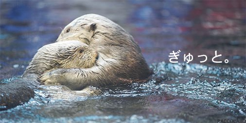 Daily RACCOLABO ぎゅっと。受け止めてあげて。 #ラッコ #らっこ #海獺