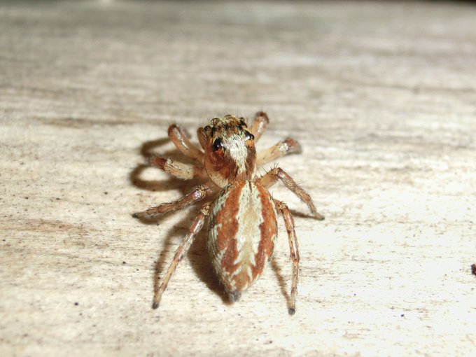 ハエトリグモのtwitterイラスト検索結果 古い順