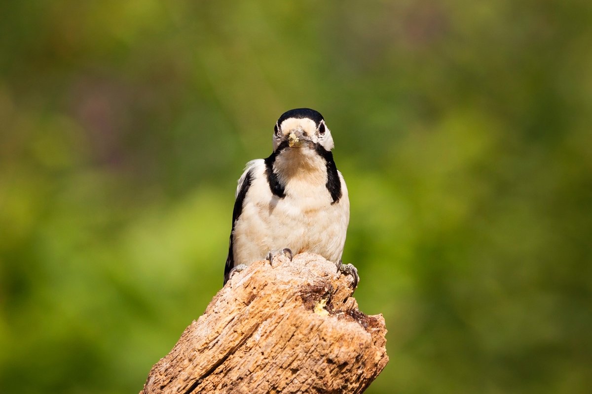 KmC_Photos's tweet photo. [W I L D   W O O D P E C K E R]

https://t.co/6JhWVyQ6ln

#britishwildlife #uk_wildlife_images #nature_purfection #exclusive_wildlife #nationalgeographic #photoforsale @uk_wildlife_images @earthpix @rspb_love_nature @bbcspringwatch @bbcearth @birdwatchingmag @bbcwildlifemagazine https://t.co/Al9VY0O4jl