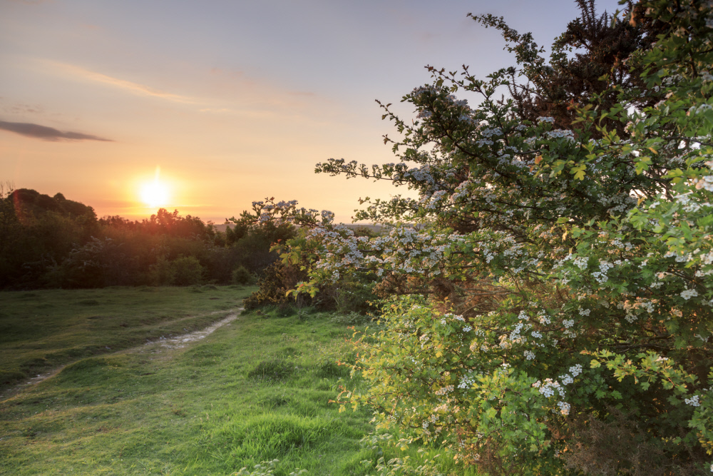nationaltrust's tweet photo. An opinion piece by our Director General is in today’s Daily Telegraph. In it she calls for Government support for the nature and wildlife sectors, where many smaller charities are struggling. We need a green recovery and better access to nature and green space where people live. https://t.co/Vbt9xOeuMN