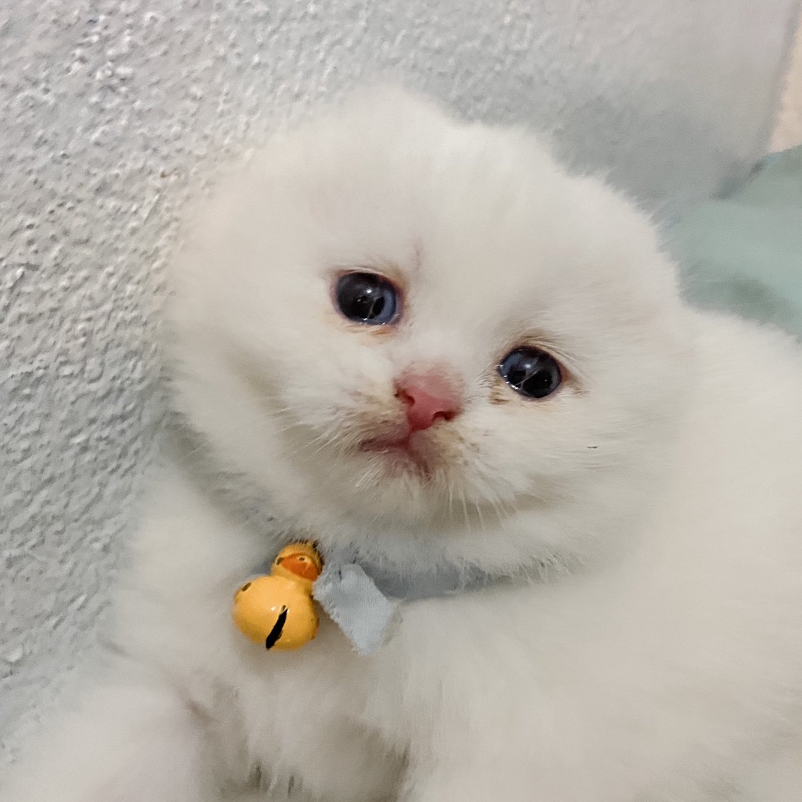 ૮꒰˵• ﻌ •˵꒱ა tweet media