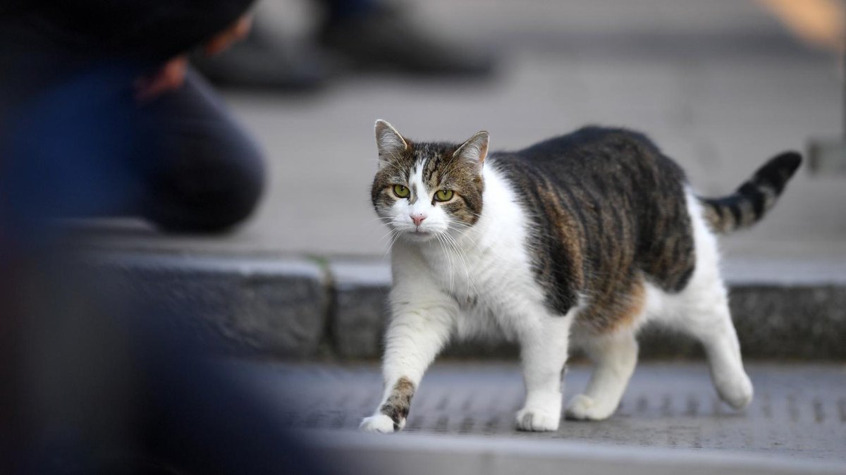 franceinfo's tweet photo. Coronavirus : un premier cas d'infection naturelle d'un chat détecté en France

https://t.co/NA1ysj1HCG https://t.co/eqIA7hFVap
