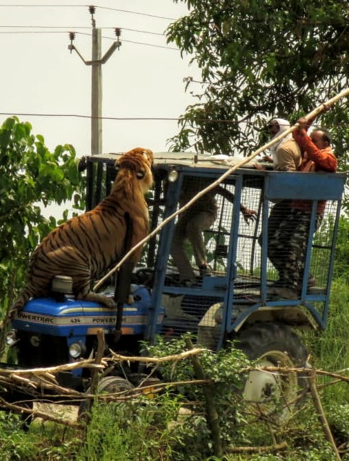 tigersandbeyond's tweet photo. When this huge tiger decides enough is enough! After a plan by Pilibhit Tiger Reserve officials to push back the big cat into forest backfires. It had injured 3 men earlier. 
@malviyakk 
@anjusingh1983 
@meetujain 
@sharadgupta1 
@ArvindNathJha3 
@manojpatairiya https://t.co/FV74gfVNtM