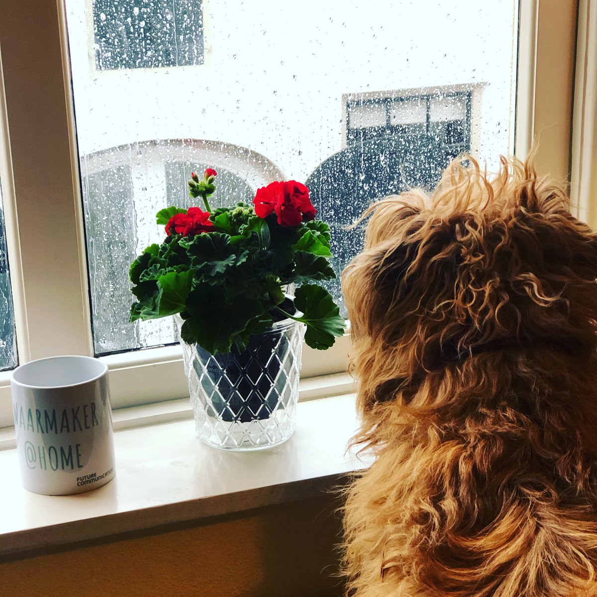 Due to the impact of the coronavirus we’ll still be at home for a while or as we Dutch say:”We zitten nog wel even achter de geraniums”. In this case Alfie. <a href="/FutureComm_/">Future Communication</a> surprised all of us with a geranium and a mug. #employeeappreciation #futurecommunication #corona #covid_19NL