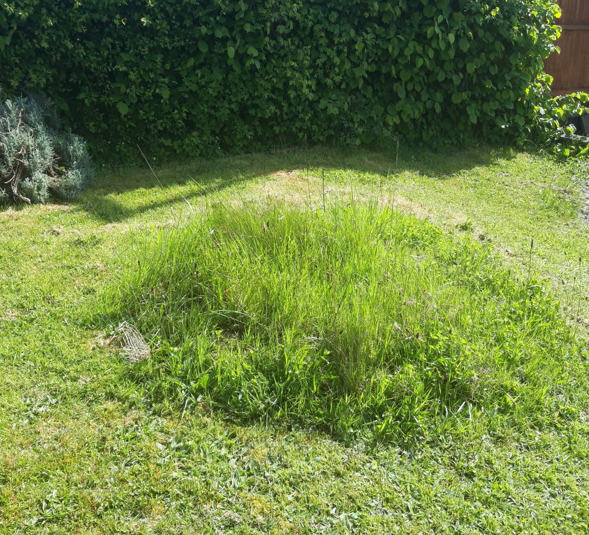 JulieNicholas_'s tweet photo. #CreativeChainMay20CadwynGreadigolMai20
Day 2 wild patch of lawn
#sorrykeith https://t.co/upMBjCjuF0