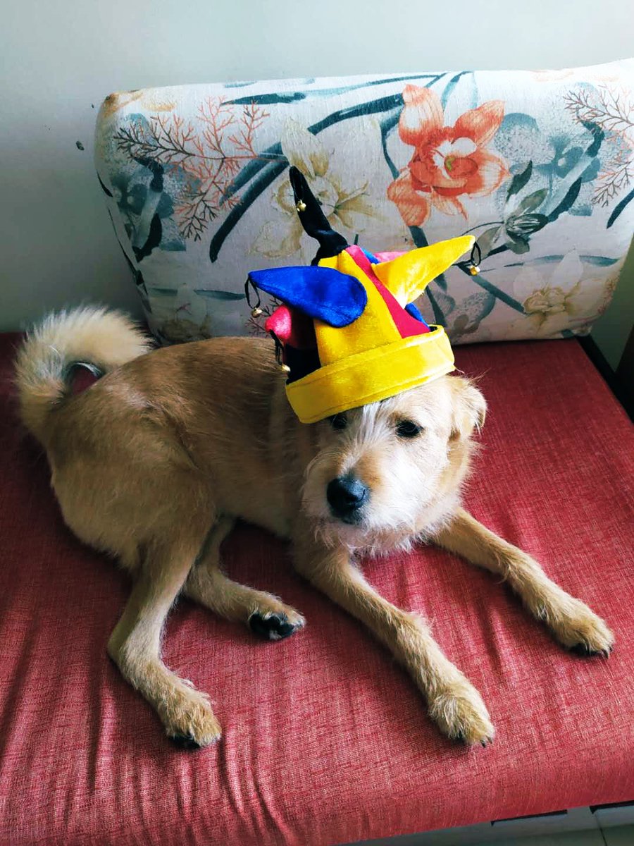 jokersbelief's tweet photo. In an effort to spread the word on our NHS fundraising campaign, we’re starting a little ‘Days As Lost Dogs’ themed photo competition! 
Take a photo of your dog, or yourself if it fits the vibe! 😂
Share it on any social media using the hashtag #daysaslostdogs until 8th of May! https://t.co/Io86VOpoD4