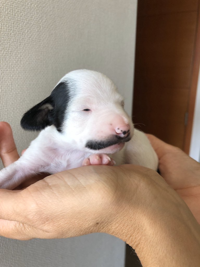 ManuelTessi's tweet photo. Me inspiran a superarme -siempre me inspiraron- los perros callejeros, y más aún, sus hijos, los nietos de la calle, porque nacen sabiendo, entre otras cosas, cómo reemplazar, con creatividad y dignidad, la falta de paladar con -por ejemplo- un bigote proporcional.
#Internalman https://t.co/bJhnA63Zc8