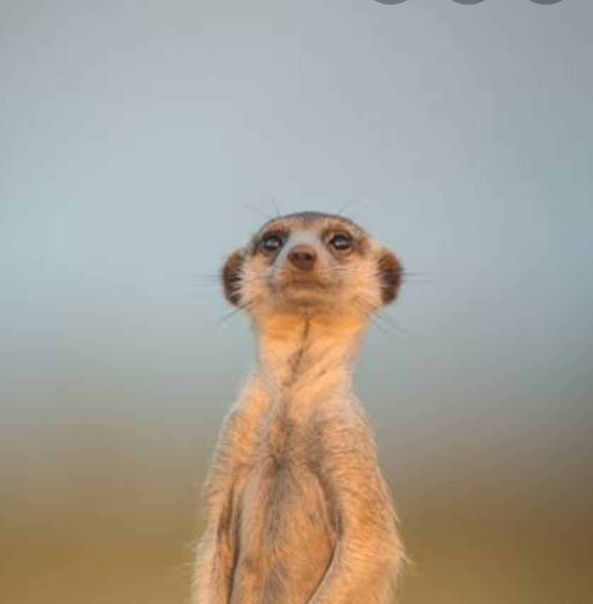 sanet coetzee tweet media