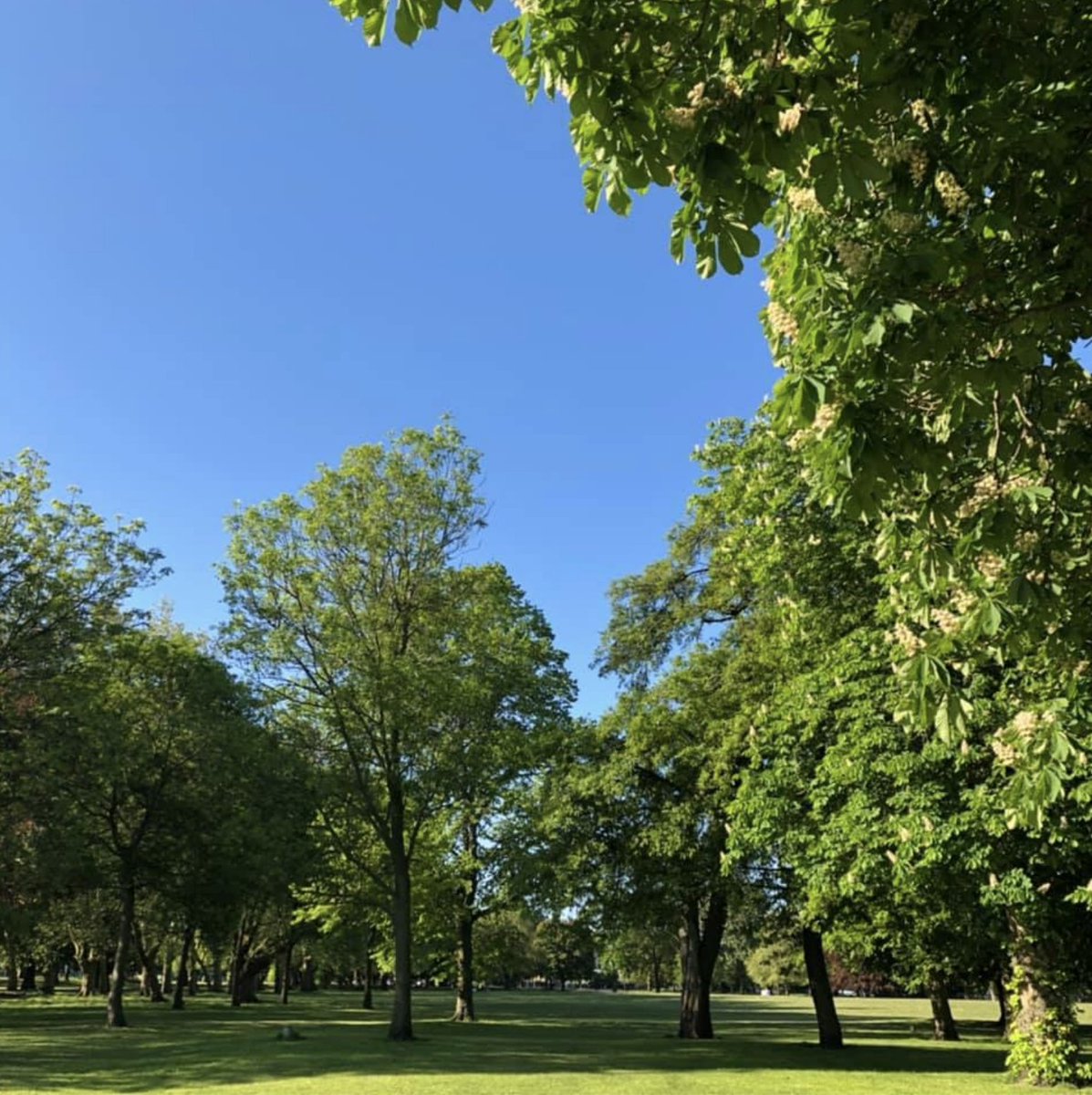 Victoria Park Friends tweet media