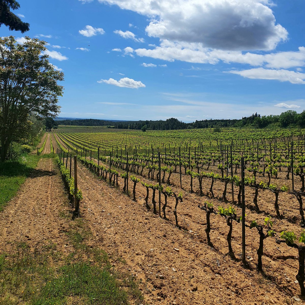 MASDUNOVI's tweet photo. Tant qu'il y a de la vigne, il y a de l'espoir ✌🍇 https://t.co/6HeKPOLlGG