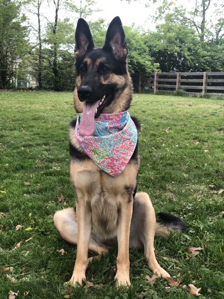 lindsaysem's tweet photo. @colton Aw! How old? Got a shepherd too 🥰 https://t.co/fDVA9JtGnn