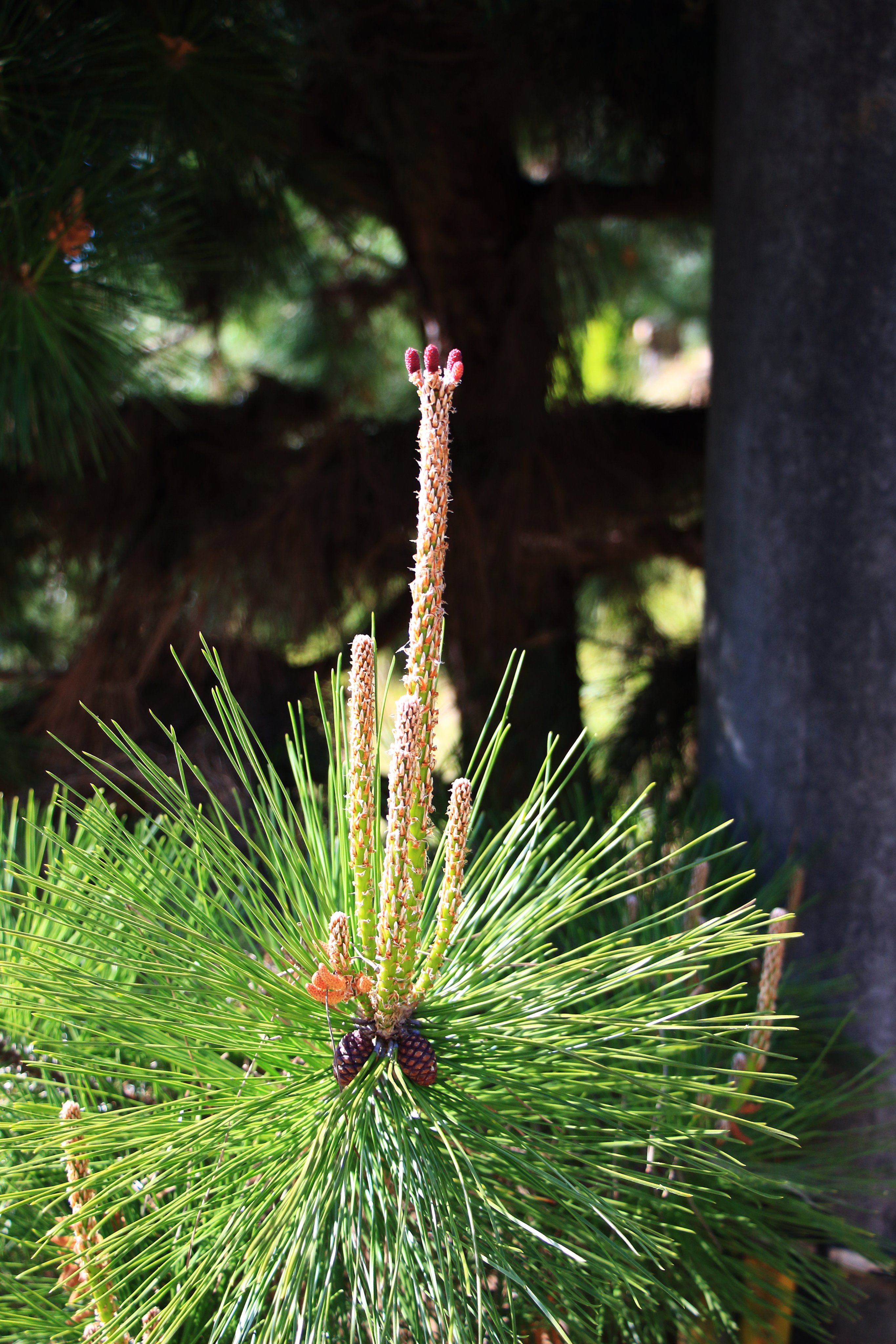 Nimo5 Jp Twitterren 超面倒くさい松の芽摘みの季節 松の芽と言うのは 松の花 根本付近にスクラムを組むオレンジ色のが雄花で 先端部の葡萄色のが雌花 そして根本付近の風呂場で見覚えあるようなヤツが 松ぼっくり 語源は 松陰嚢 まつふぐり 改ﾒ