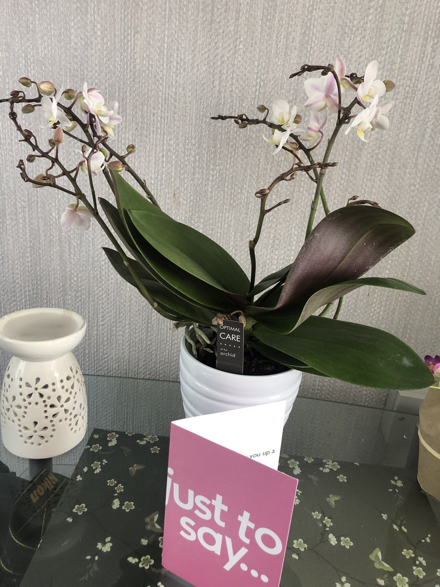 Received these this morning. What a beautiful surprise to make me smile. Kindness heals many wounds 💜🌸🎁 #Kindness #gratitude #surprise