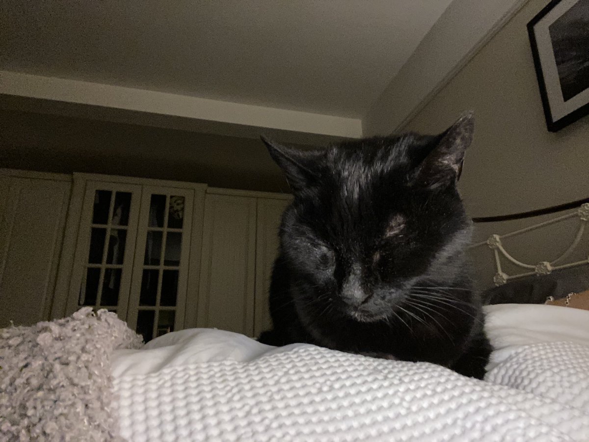 sv1's tweet photo. It’s been a long week especially with this little one not being well at all but to the Vets astonishment she’s on the up - not ready to give up on her yet #22yearsyoung #bestvets #toughcat #katie 💖 https://t.co/OqfBf9jihG