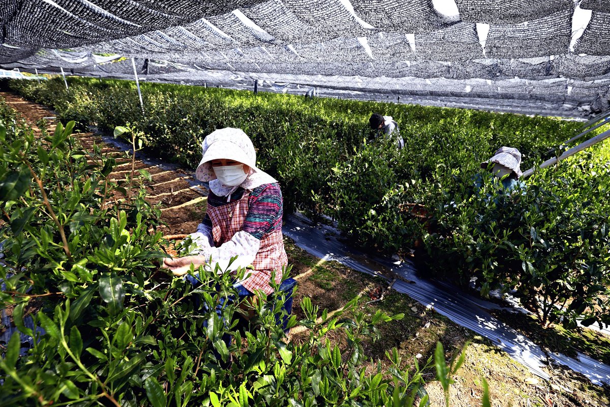 The_Japan_News's tweet photo. Some #tea producers have been unable to secure pickers, as the season for #sayama tea begins in Saitama Prefecture.
#Japanesetea #Nihoncha #sayamatea #virusprevention #teapickers #teaproducers
https://t.co/y67s3Ay4iW https://t.co/HUiZL2erJv
