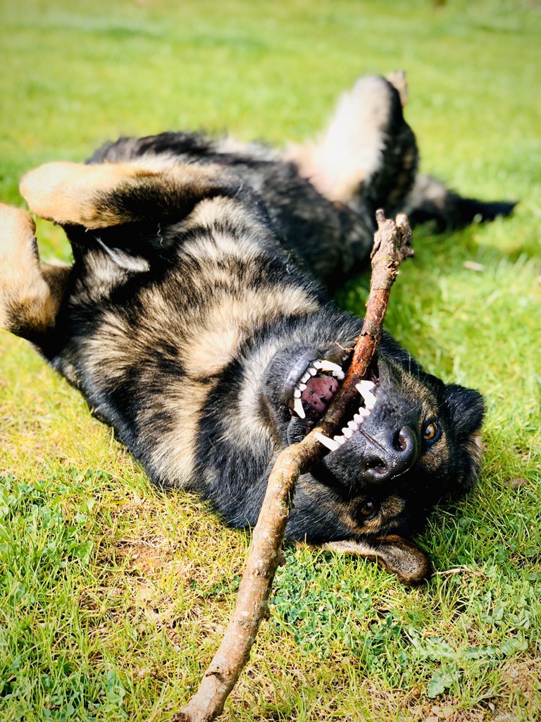 PCDBARKER's tweet photo. Weekends are for..... finding a stick and rolling around 🤣 #COVID__19 #StayHome #worldnakedgardeningday #BackTheBlue #dogsoftwitter #emergencyworker #gsd #GermanShepherd #TrendingNow #StayHomeSaveLifes https://t.co/uKhBi4QMeS