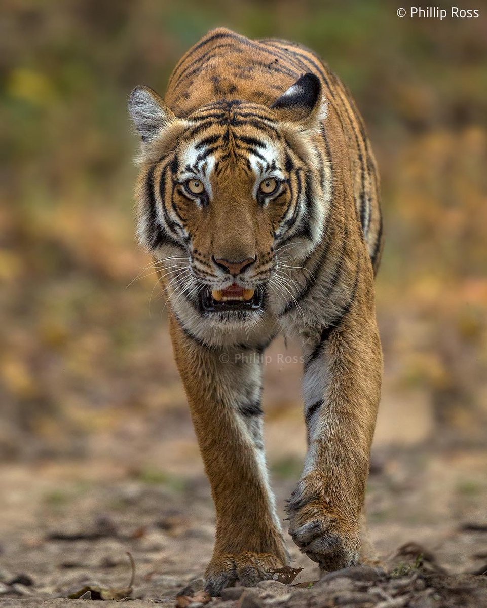 theoutback_'s tweet photo. Tiger| Corbett Tiger Reserve

Great head-on opportunity with the “Parwali” female from beautiful Corbett. 
Photo by: @philliprossphotography
#tiger #corbett #wildlifephotography #india #bigcat #wildlife #earthpix #natgeowild #canon #theoutbackexperience #philliprossphotography https://t.co/UAxg3QgrfB