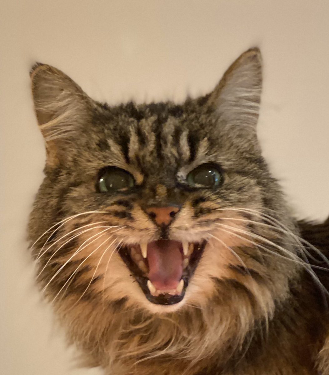 This perfectly encapsulates her mood as soon as Chris goes on to a video call....