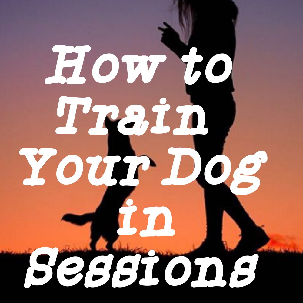 How to Train Your Dog in Sessions- Dog Tips Secret 
#dogtraining,#dogs
dogtipsecret.blogspot.com/2020/04/how-to…