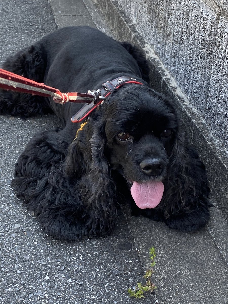 Tama 今日のお散歩 朝んぽの時は 必ずガストの前から動きません アメリカンコッカースパニエル 黒コッカー あめこか大好き わんこ大好き