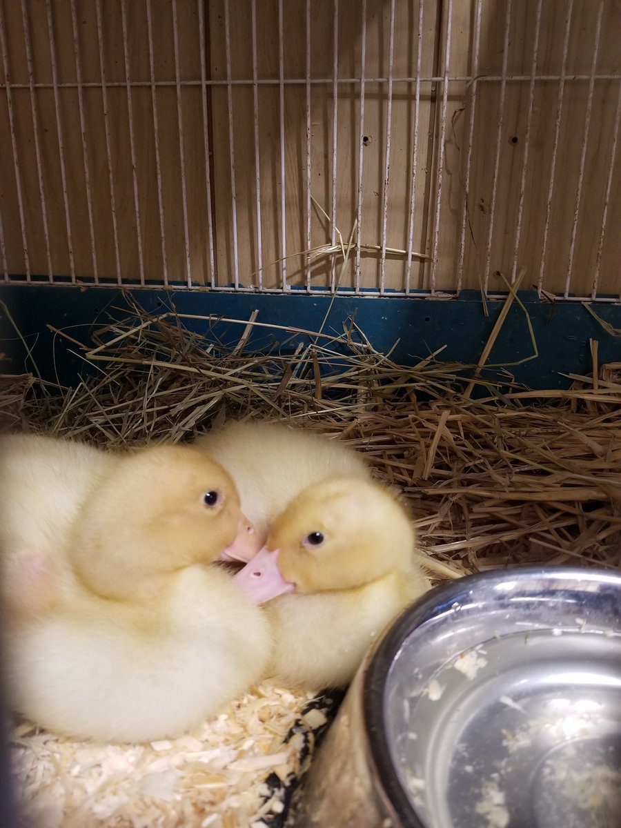 Penny Lane Farm Sanctuary tweet media