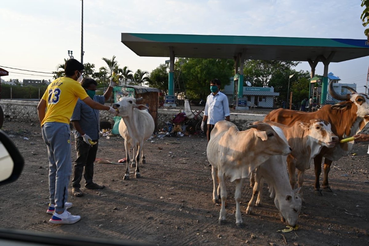 sppaind's tweet photo. As Charlie Chaplin says, “Who feeds a hungry animals, Feeds his soul”, as we continue our ongoing efforts to ensure no stray animals are left out in hunger, yesterday we served nearly 75 stay animals.
#support_sppa #sppa #feedthestray #straydogs #coronalockdown https://t.co/KIJPU48cQC