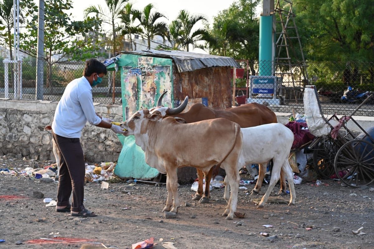 sppaind's tweet photo. As Charlie Chaplin says, “Who feeds a hungry animals, Feeds his soul”, as we continue our ongoing efforts to ensure no stray animals are left out in hunger, yesterday we served nearly 75 stay animals.
#support_sppa #sppa #feedthestray #straydogs #coronalockdown https://t.co/KIJPU48cQC