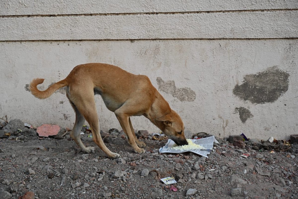 sppaind's tweet photo. As Charlie Chaplin says, “Who feeds a hungry animals, Feeds his soul”, as we continue our ongoing efforts to ensure no stray animals are left out in hunger, yesterday we served nearly 75 stay animals.
#support_sppa #sppa #feedthestray #straydogs #coronalockdown https://t.co/KIJPU48cQC