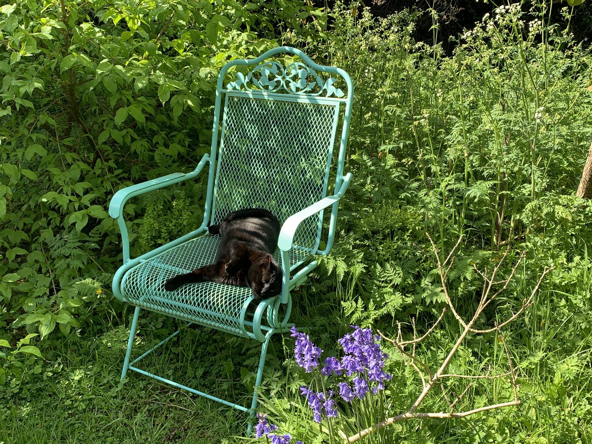 papaver's tweet photo. Trevโs whole approach to life is like this #Caturday #CatsOfTwitter #laidbackcat https://t.co/Qmu5gGFHoT