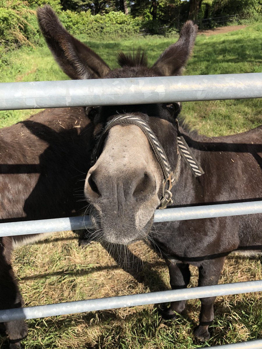 RosemaryKeating's tweet photo. Morning in urban Dublin makes me want to find rural scenes on my walk, to take me back to my #galway roots..... I did find them 😄#lockdownireland more than #100daysofwalking still thanks @ciarakellydoc for encouraging walks @LunchtimeLiveNT #luttrellstown https://t.co/Jkv8HsxZ6o