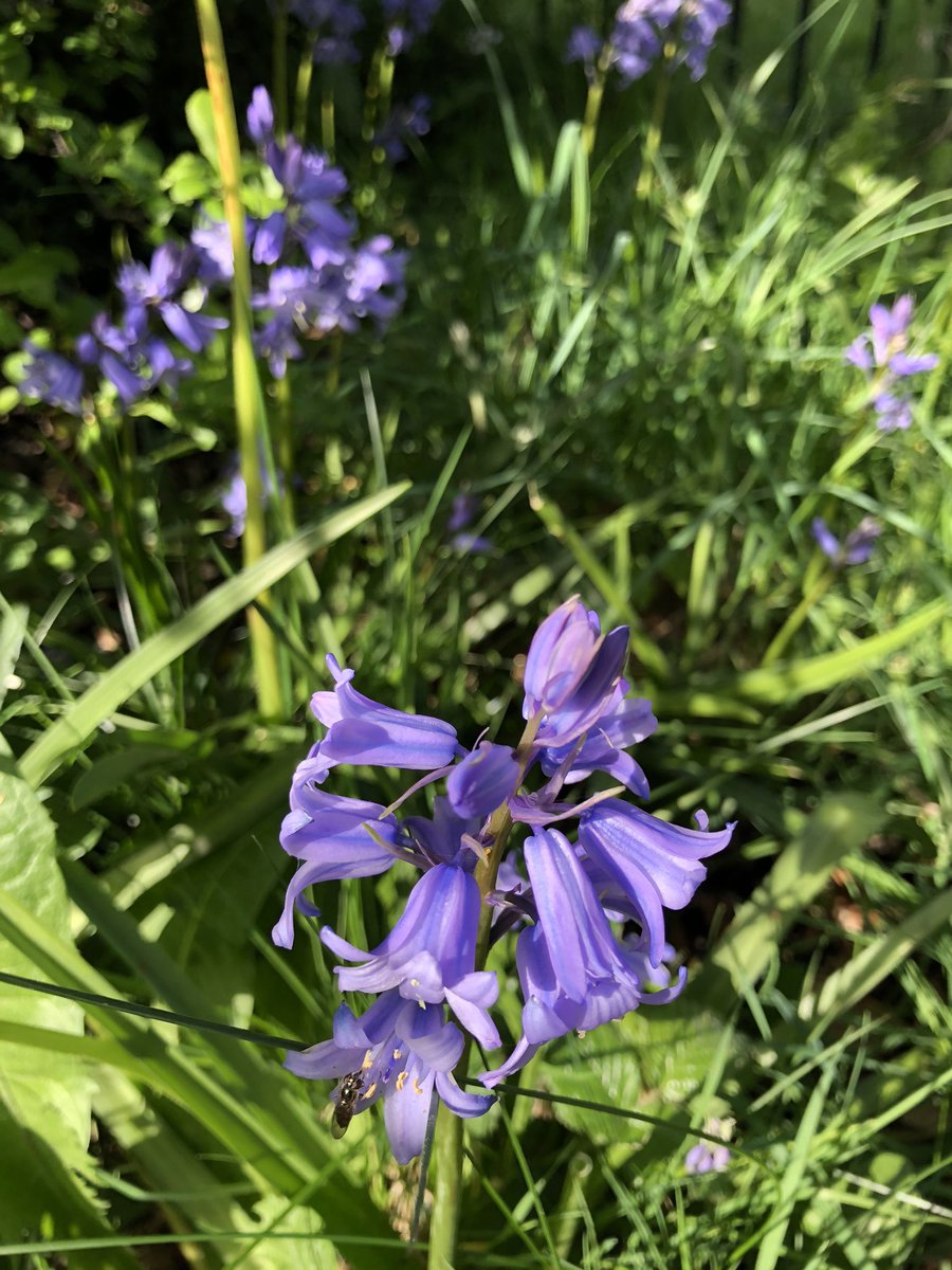 RosemaryKeating's tweet photo. Morning in urban Dublin makes me want to find rural scenes on my walk, to take me back to my #galway roots..... I did find them 😄#lockdownireland more than #100daysofwalking still thanks @ciarakellydoc for encouraging walks @LunchtimeLiveNT #luttrellstown https://t.co/Jkv8HsxZ6o