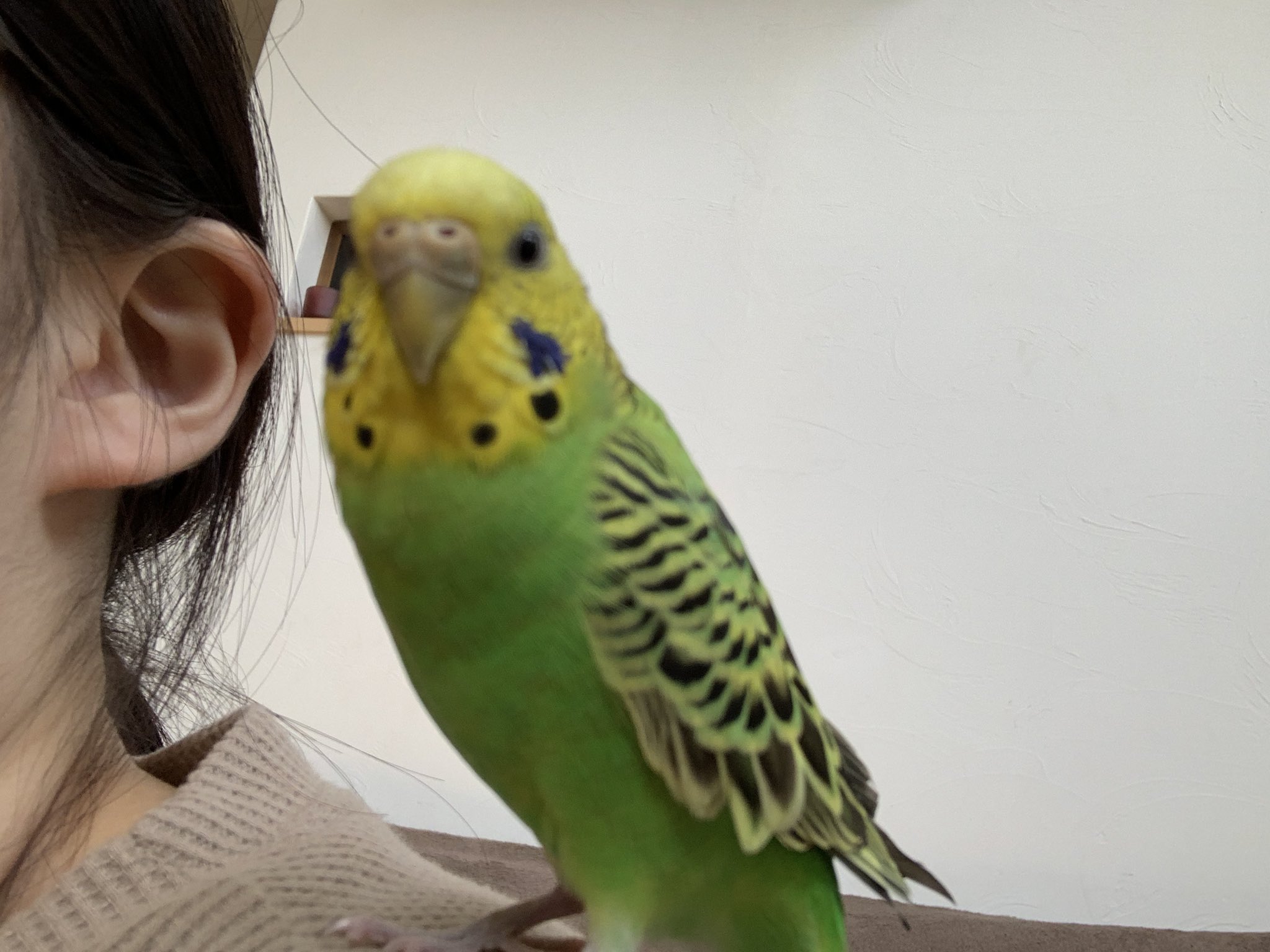 迷い鳥探しています Hellotimehello Twitter