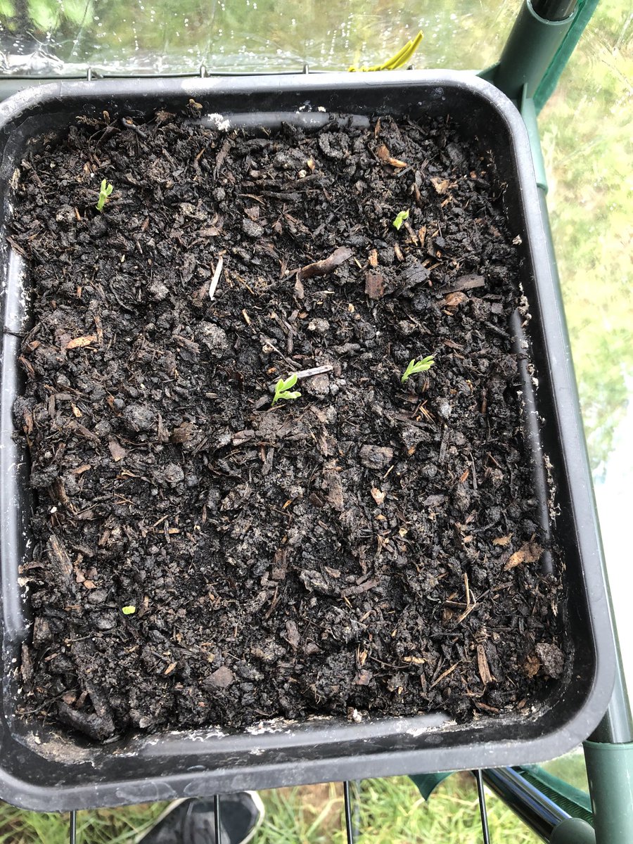 😁 sweet peas have germinated... can smell the sweet scent already 💐 #grow your own #flowers #pennypinchin