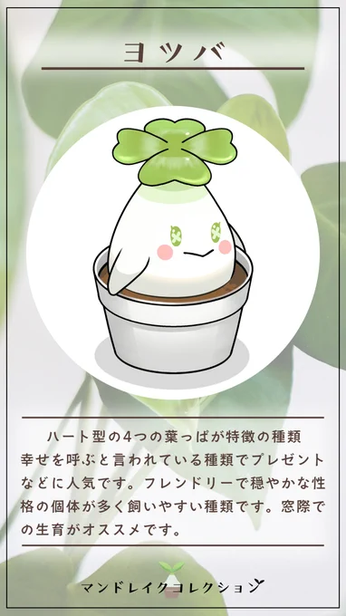 15 ヨツバ
#マンドレイクコレクション 