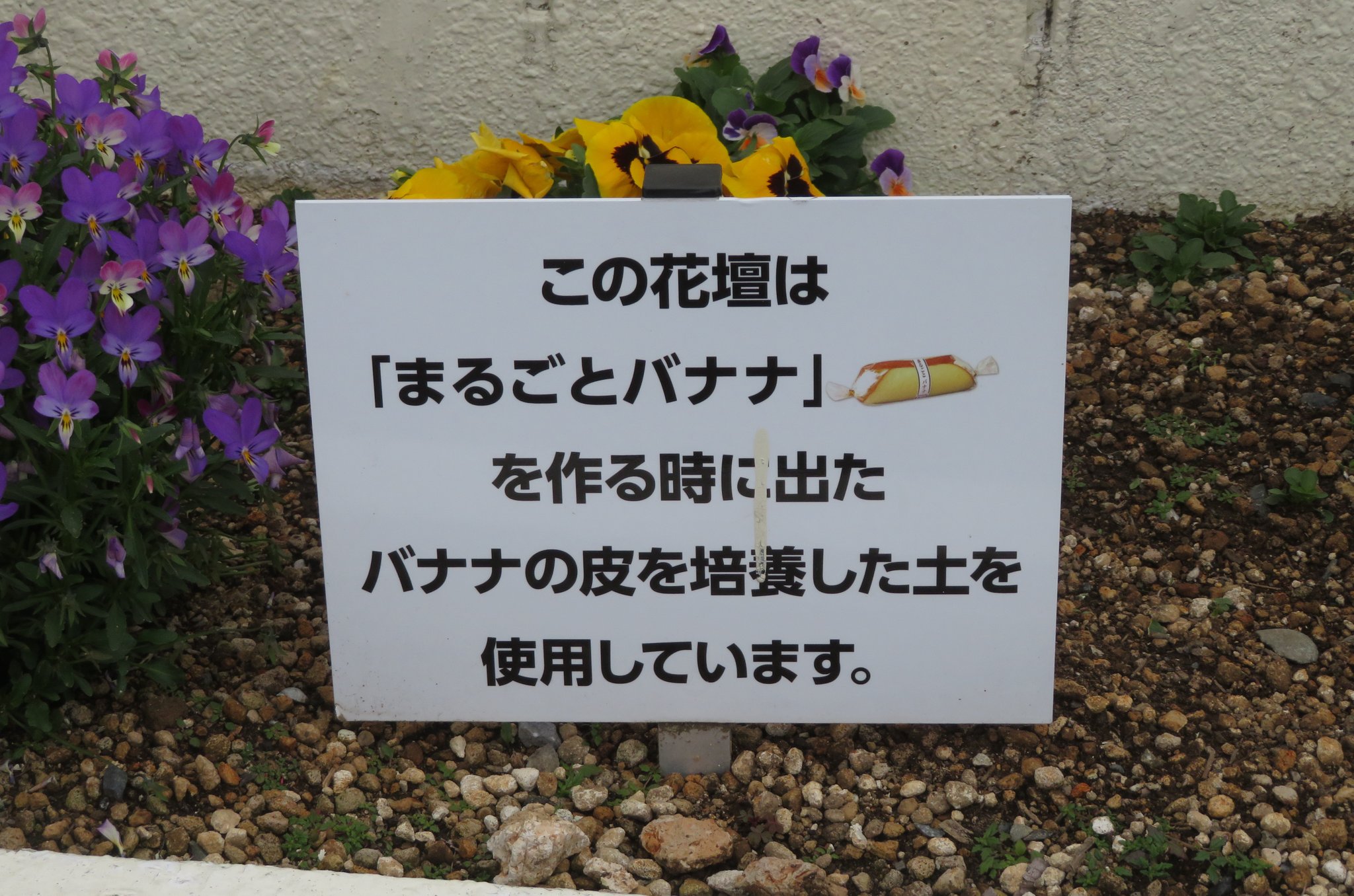 こんなところで再利用 まるごとバナナを作るときに出るバナナの皮の使い道 話題の画像プラス こんなところで再利用 まるごとバナナを作るときに出るバナナの皮の使い道 話題の画像プラス