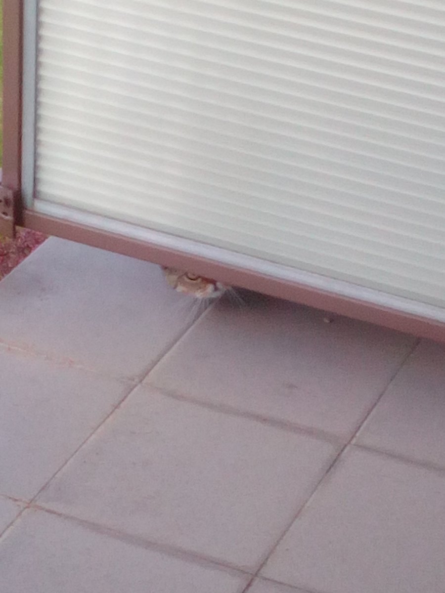 77Fidelio's tweet image. Przyczajony tygrys, ukryty smok #PanKot