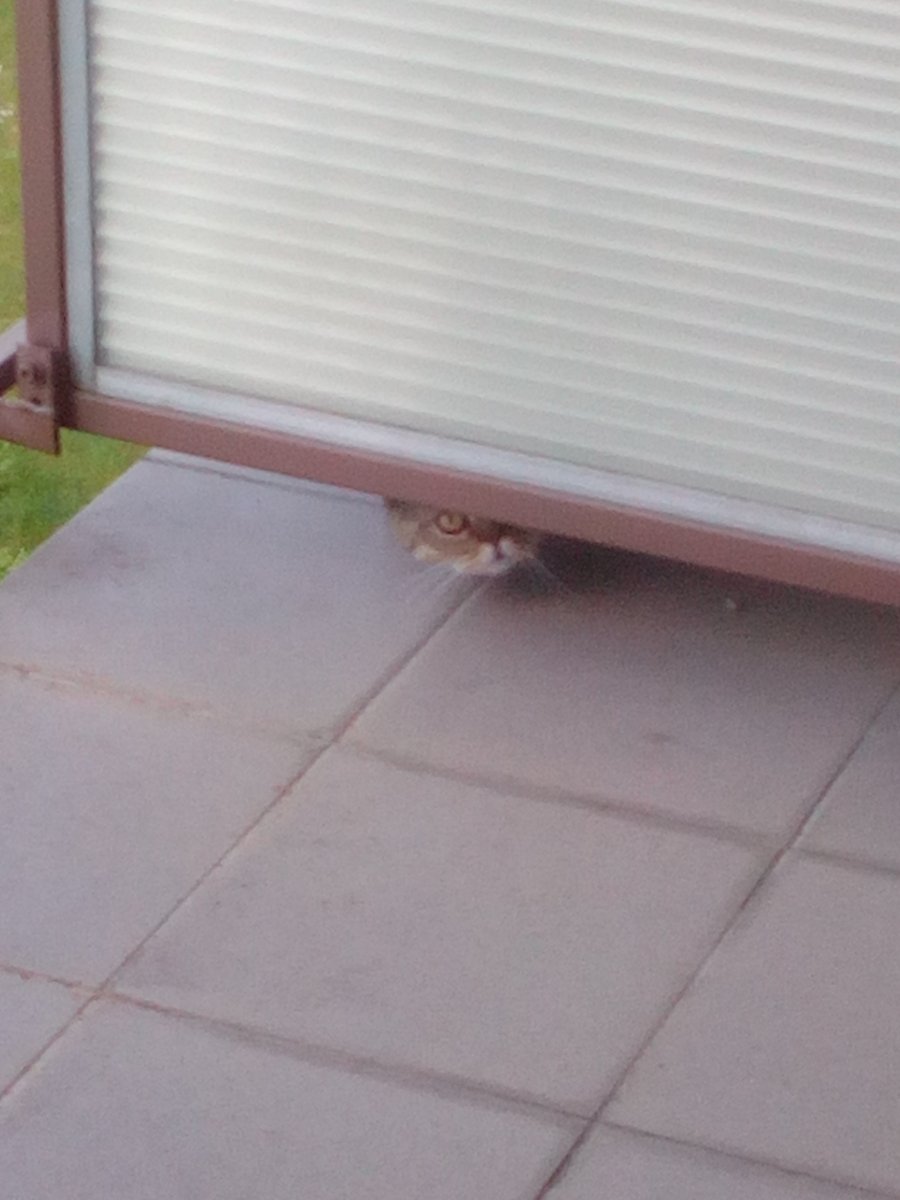 77Fidelio's tweet image. Przyczajony tygrys, ukryty smok #PanKot